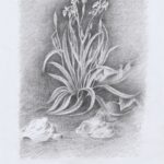 Water lilies (by Leonardo)